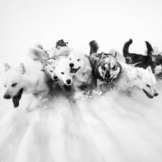 Arctic,Eskimo,Sapmi,Polar,